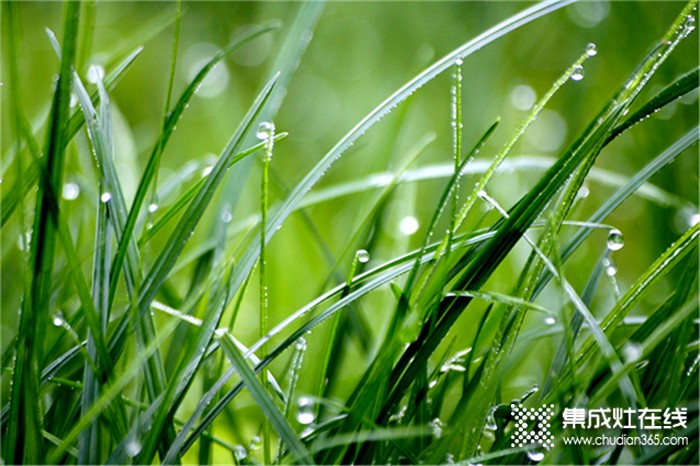 莫尼集成灶：今日谷雨，萬物生長宜播種，宜吃春！